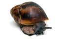 Archachatina marginata marginata Cameroon type 2 juvenil